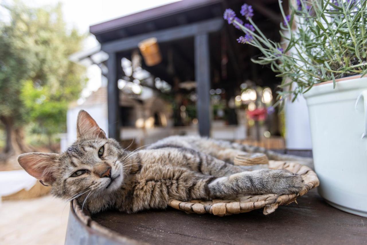 B&B Villa Mamma Grazia San Vito dei Normanni Dış mekan fotoğraf